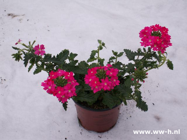 Verbena hybrida in kleuren ijzerhard v.a. 1,50 ; 3 voor 3,75 Verbena hybrida in kleuren ijzerhard v.a. 1,50 ; 3 voor 3,75
